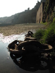 SX17679 Anchor chain in Porthgain harbour.jpg